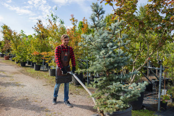 Best Storm Damage Tree Cleanup  in Marion, MT